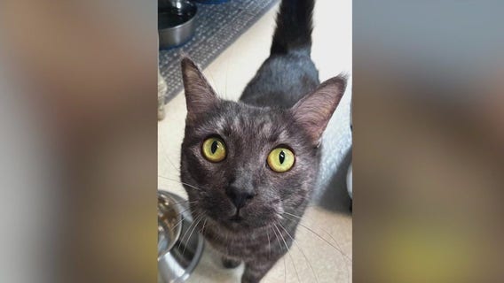 Meet Clover: Our Pet of the Day