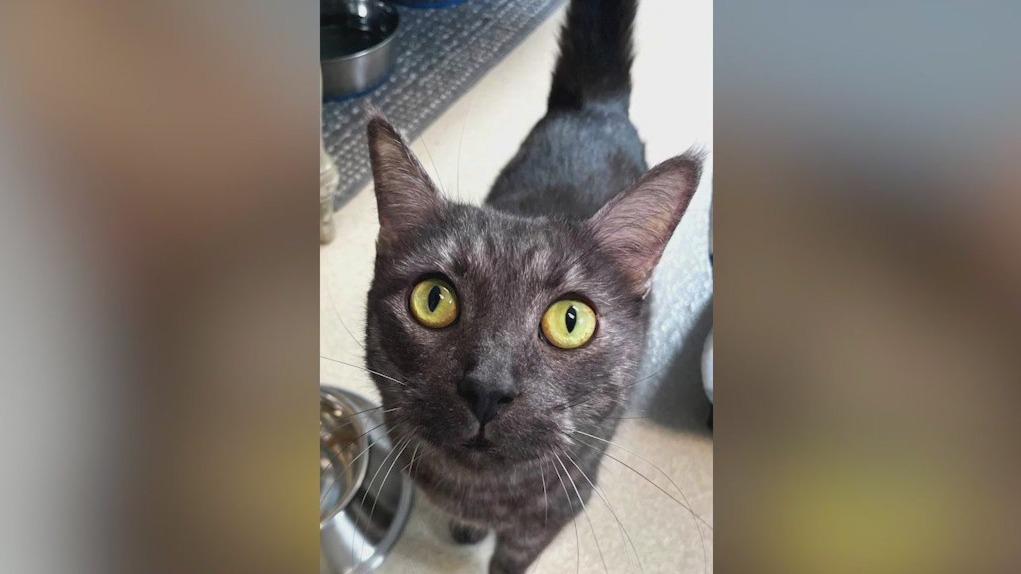 Meet Clover: Our Pet of the Day