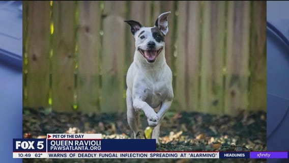 Pet of the Day from Paws Atlanta