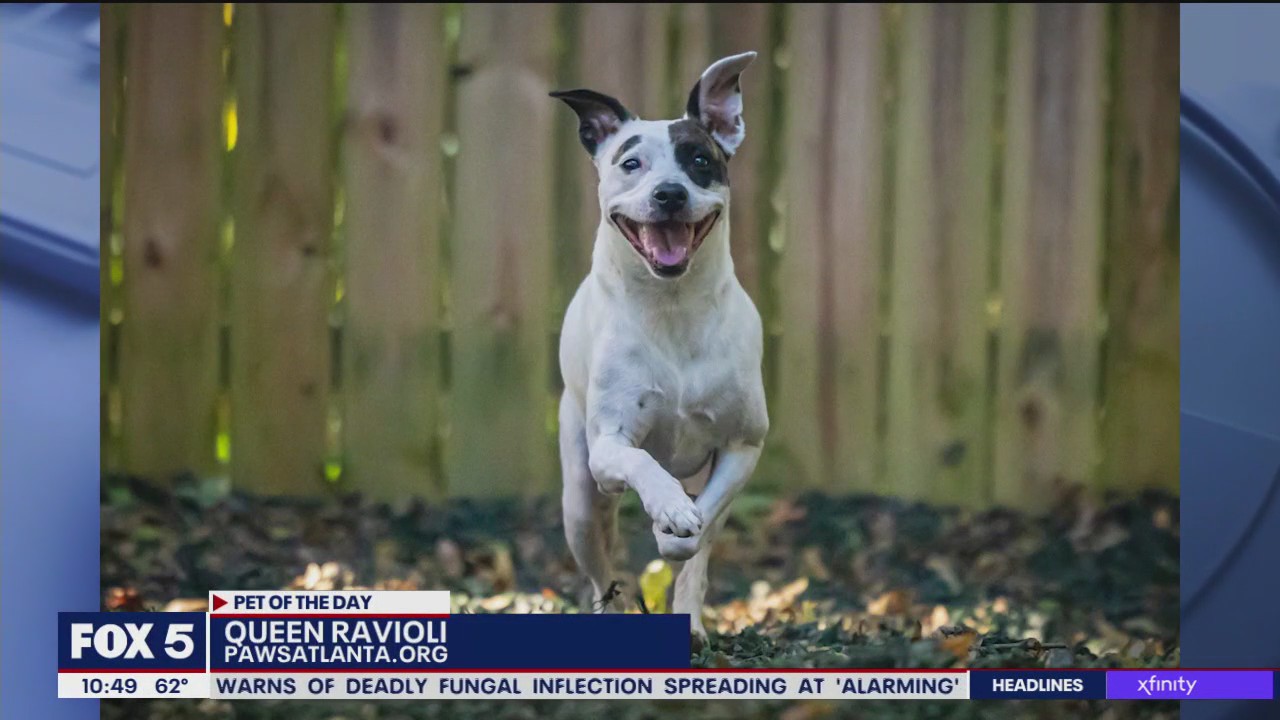 Pet of the Day from Paws Atlanta