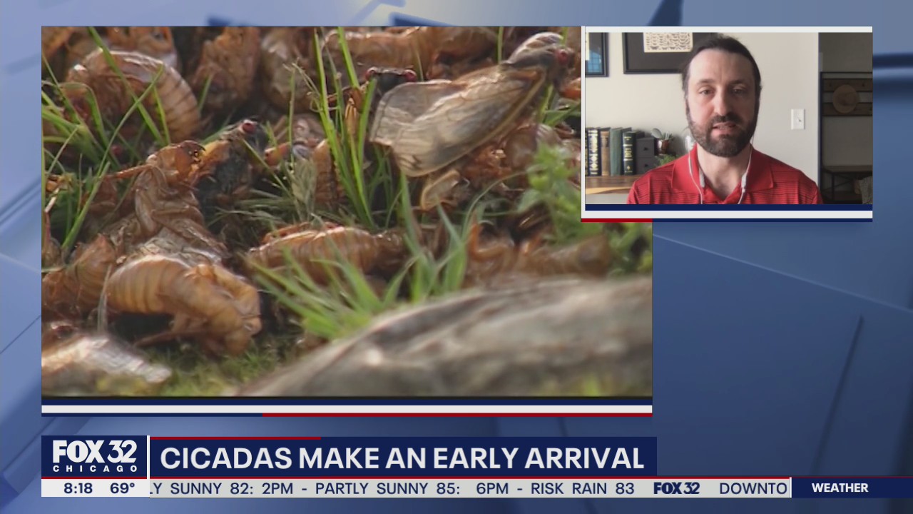 Cicadas make early arrival in Illinois