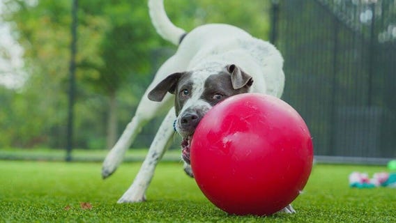 Meet Alexander: Our Pet of the Day