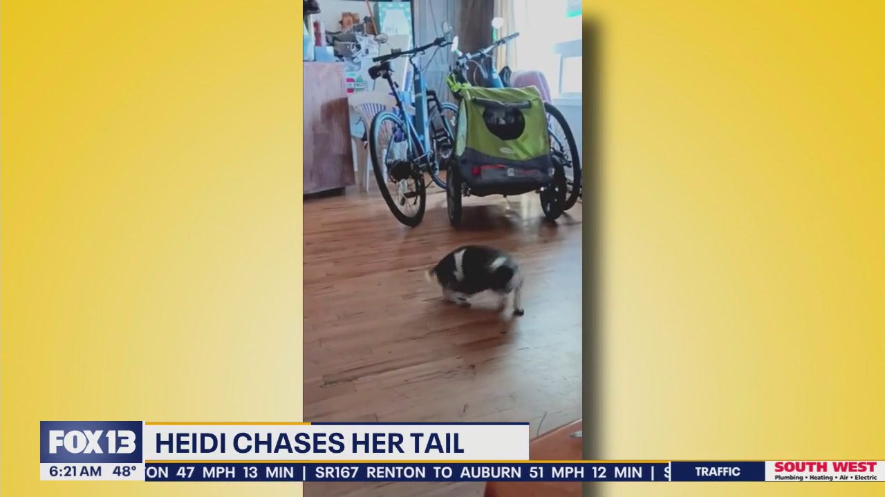 Pet Tricks for Tuesday, May 27