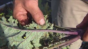 Dealing with insects in your garden