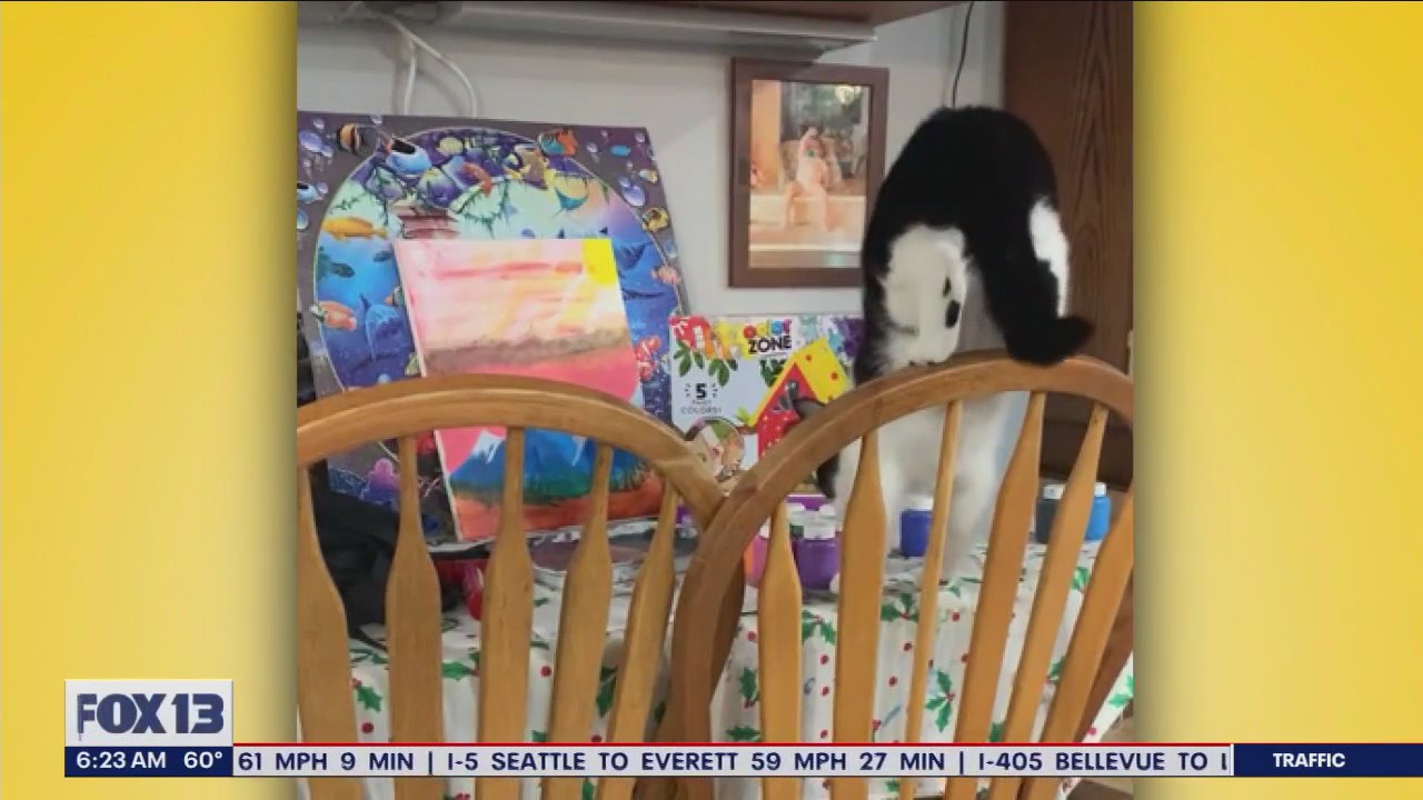 Pet Tricks for Monday, September 11