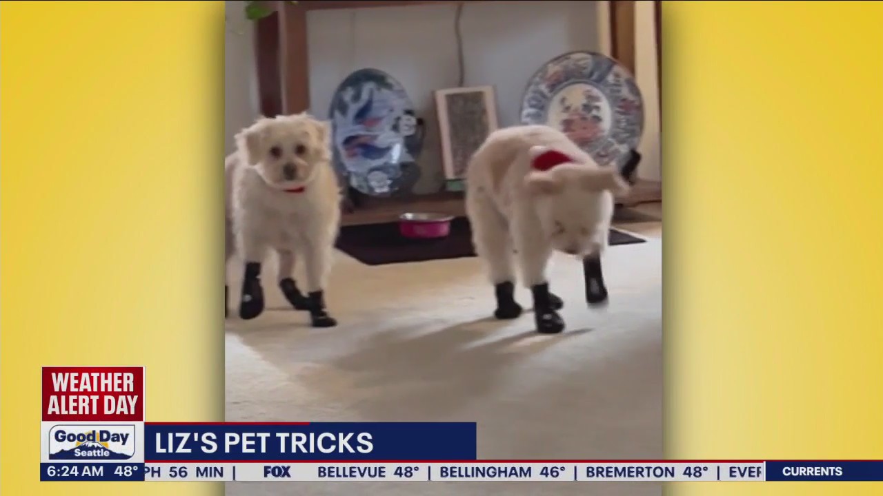 Liz's Pet Tricks for Thursday, January 12