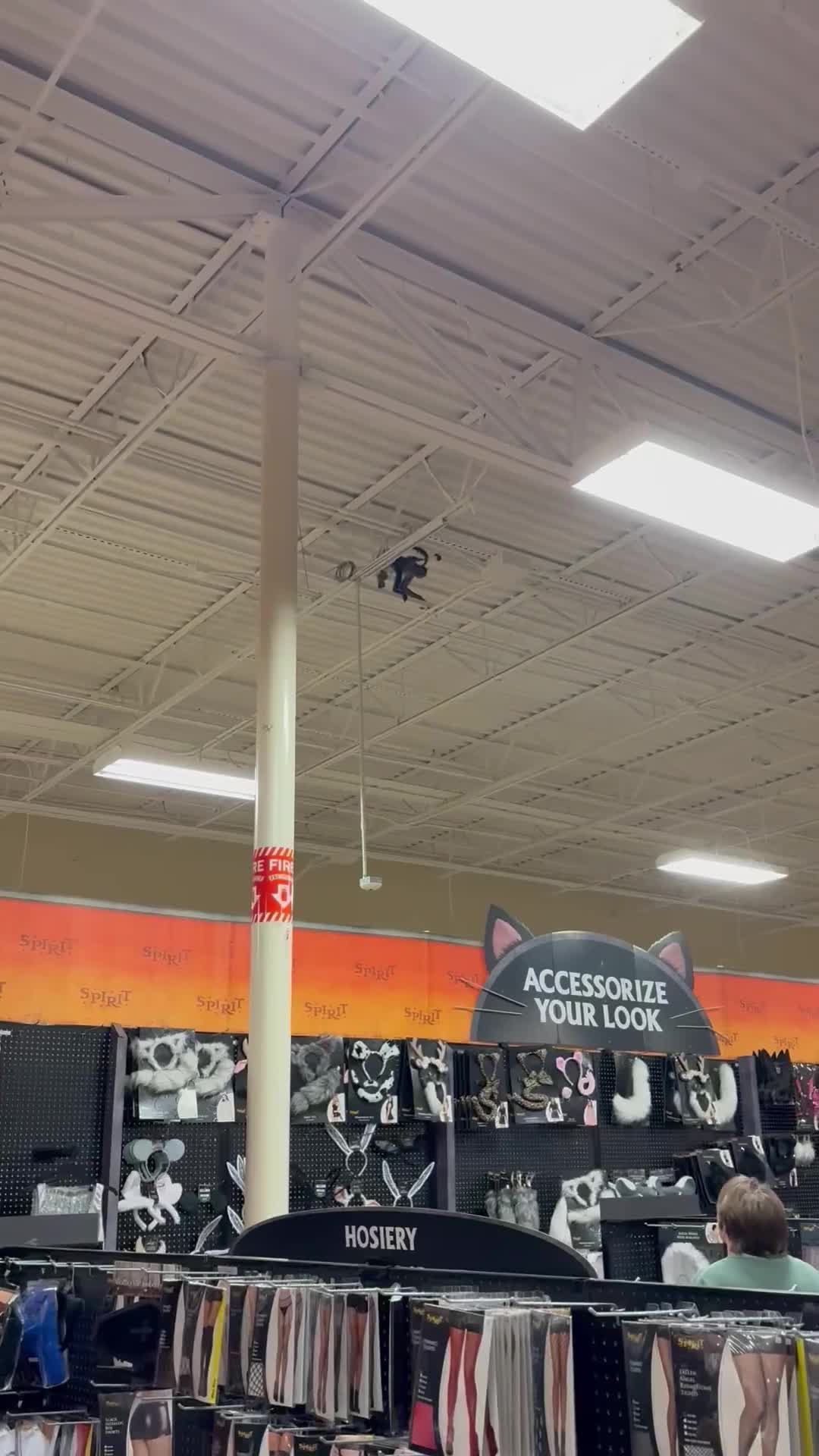 Loose monkey at Spirit Halloween