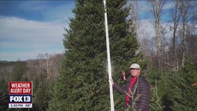 White House Christmas tree to be symbol of hope for Helene victims