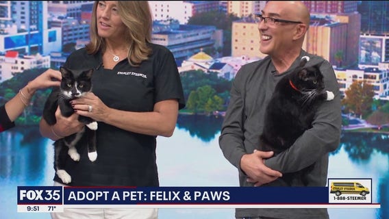Adopt-A-Pet: Meet Felix and Paws