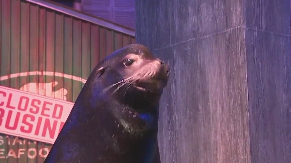 Halloween at Georgia Aquarium