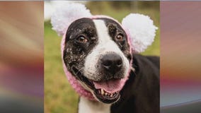 Austin Animal Center introduces Pet of the Week Kiki