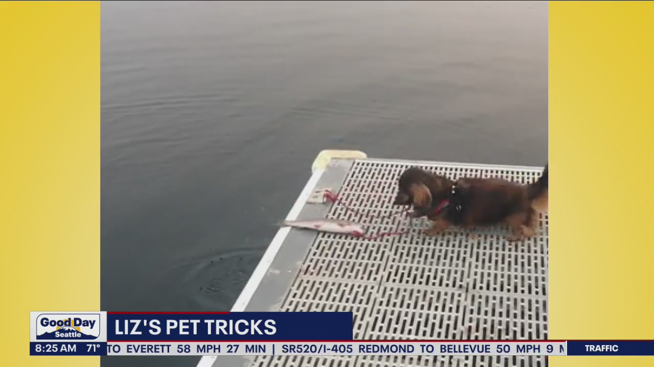 Liz's Pet Tricks for Monday, June 27