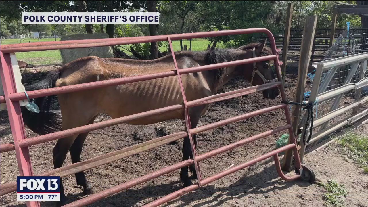 horses, goats seized in animal cruelty case | FOX 13 Tampa Bay