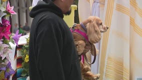 LA 'Blessing of the Animals' a community tradition