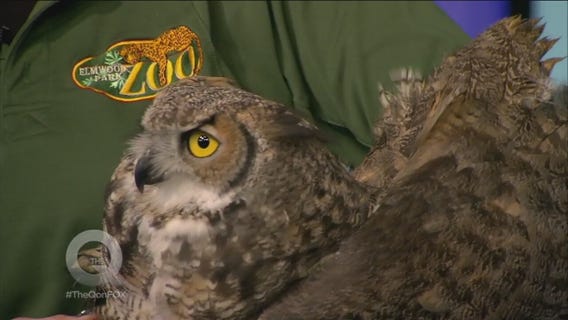 Quincy Faces Off With Some Elmwood Park Zoo Animals