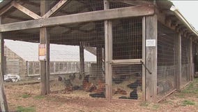 Des Plaines reaches tentative agreement to expand backyard chicken program