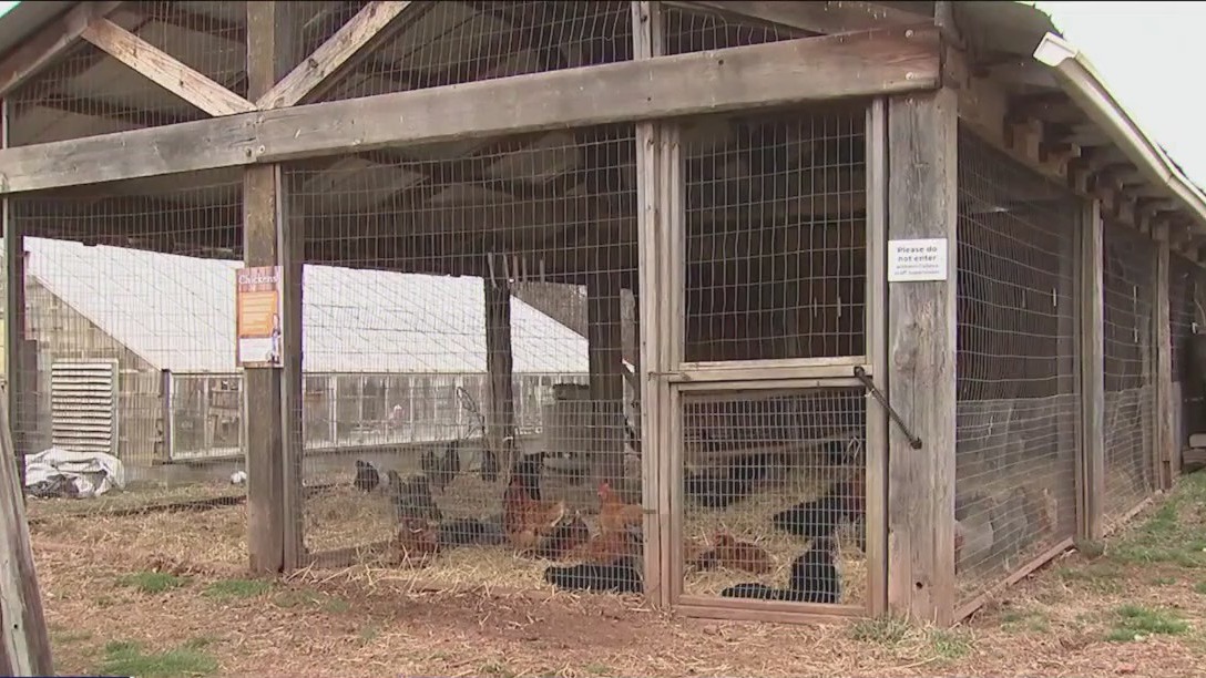 Des Plaines reaches tentative agreement to expand backyard chicken program