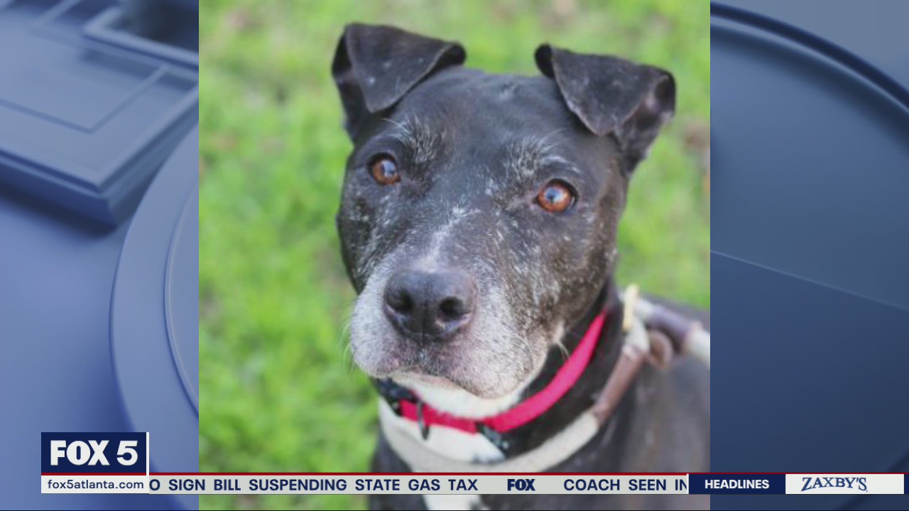 Pet of the Day from the Atlanta Humane Society