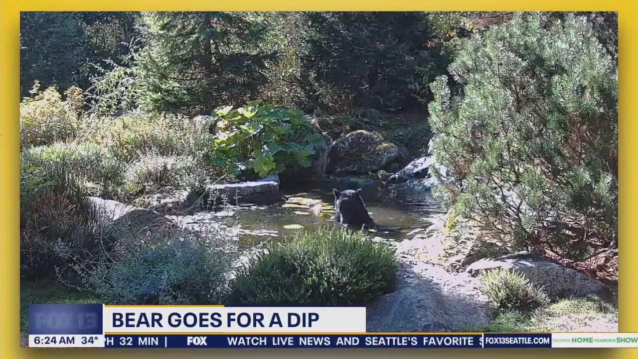 Pet Tricks for Wednesday, January 29