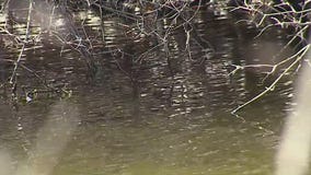 Caledonia bald eagle hit by car