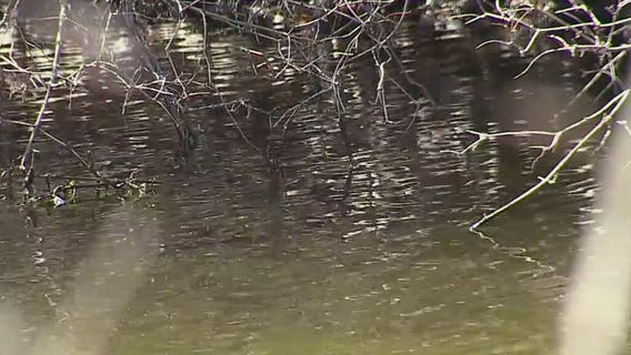 Caledonia bald eagle hit by car