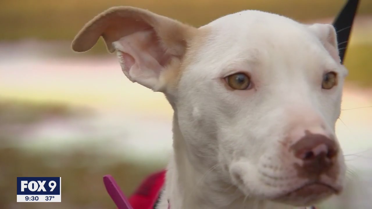 Dog abandoned in freezing cold in St. Paul gets new home