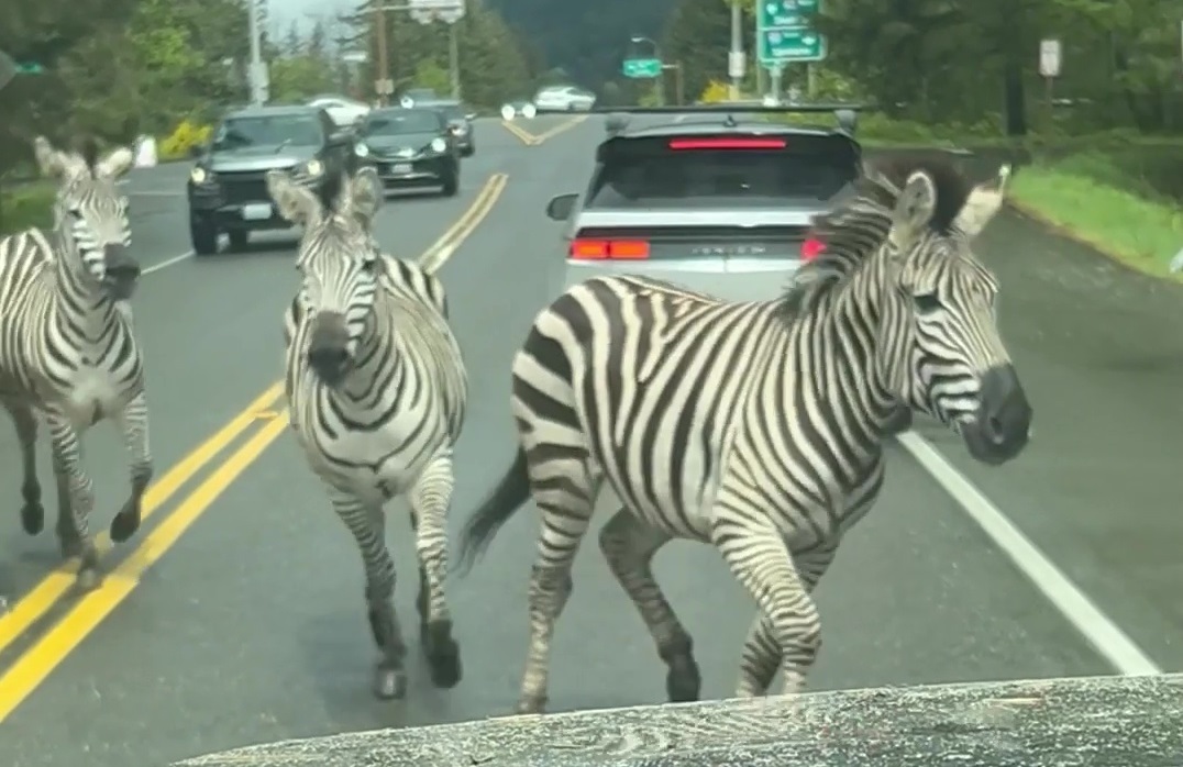 Zebras run wild near freeway in Washington state