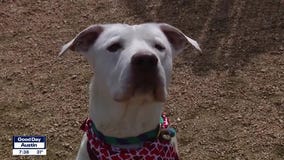 Dog of the Weekend: Ivory at WCRAS