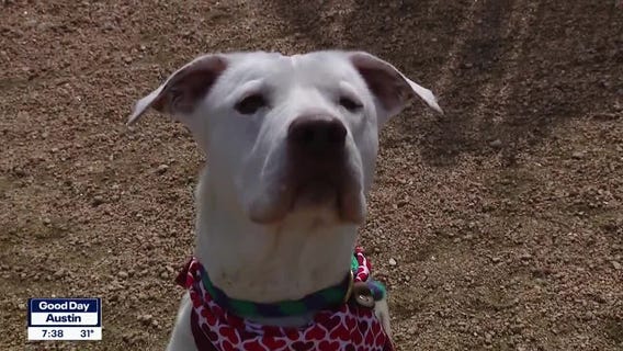 Dog of the Weekend: Ivory at WCRAS