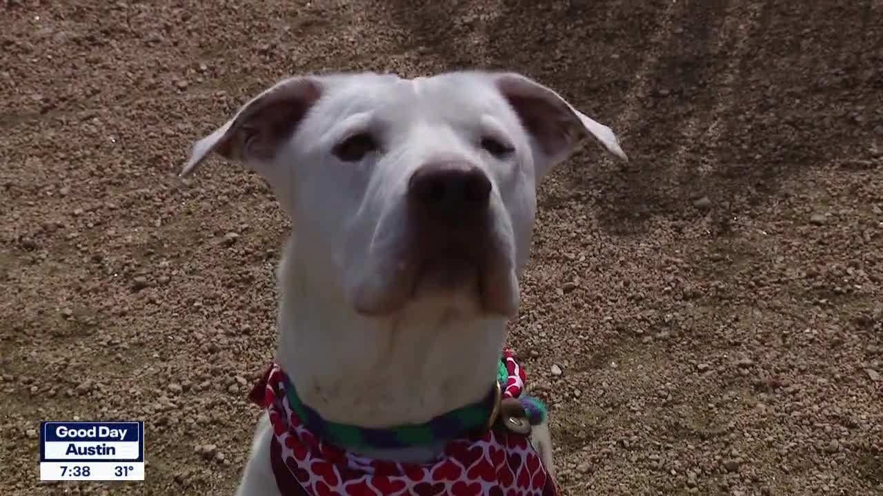 Dog of the Weekend: Ivory at WCRAS