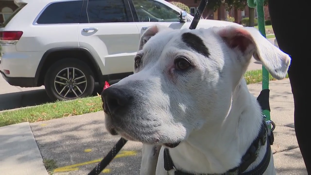 Grosse Pointe Shores council to vote on pit bull ban
