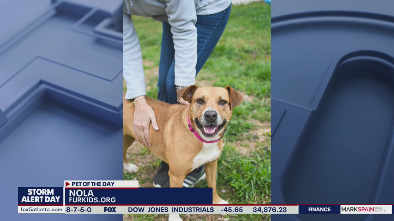 Pet of the Day from FurKids Atlanta