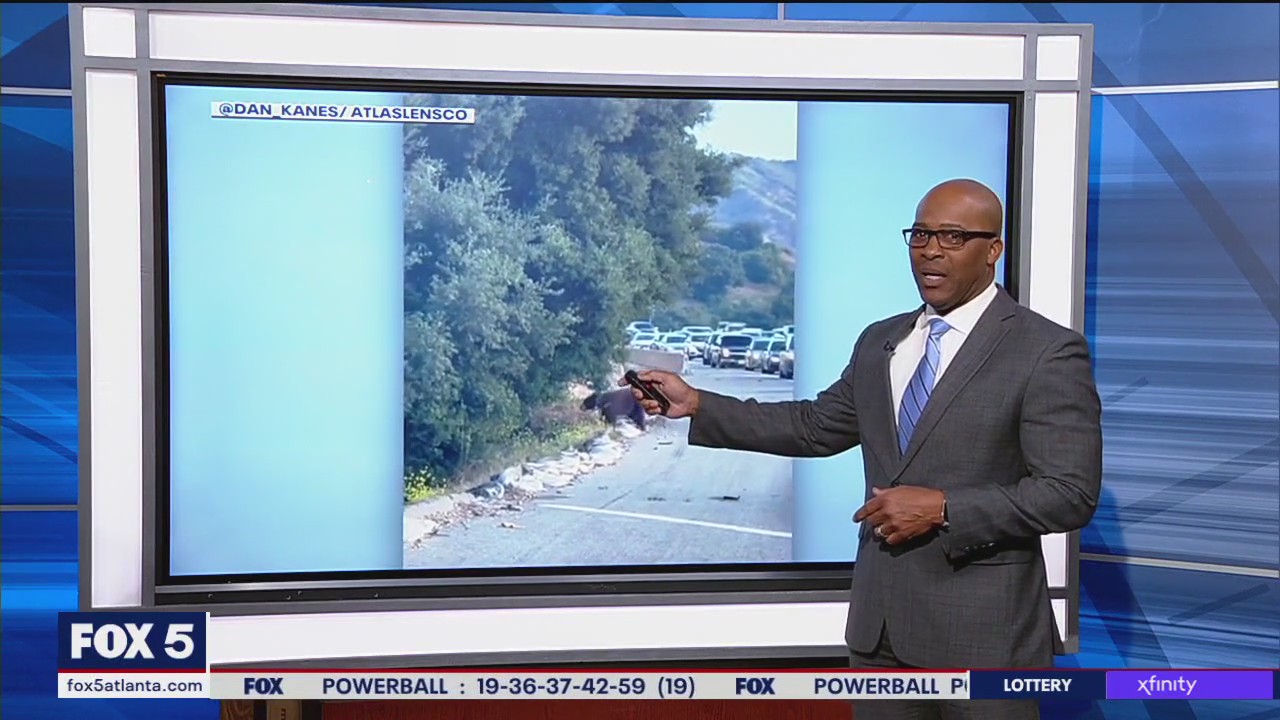 Bear causes traffic jam in California