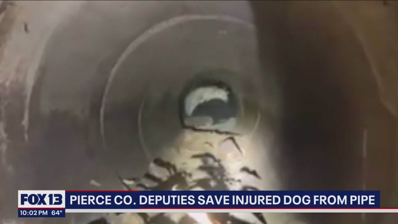 Pierce County deputies rescue injured dog from culvert