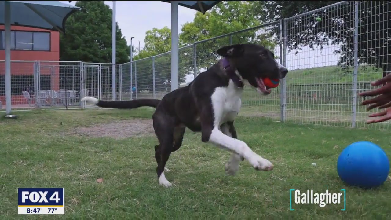 Dog of the Day: Gallagher