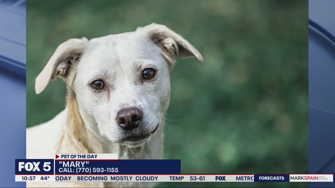 Pet of the Day from PAWS Atlanta