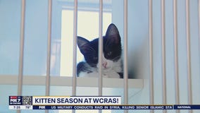 Pet of the weekend: Kitten season at WCRAS