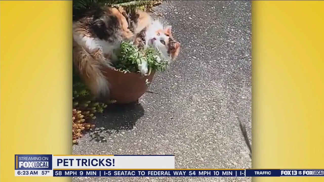 Good Day Pet Tricks for Wednesday, Sept. 4