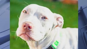 A.D.O.P.T Pet Shelter in Naperville helps pets with special needs