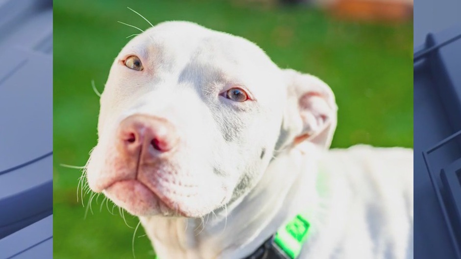 A.D.O.P.T Pet Shelter in Naperville helps pets with special needs