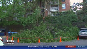 Large tree falls onto car with woman inside
