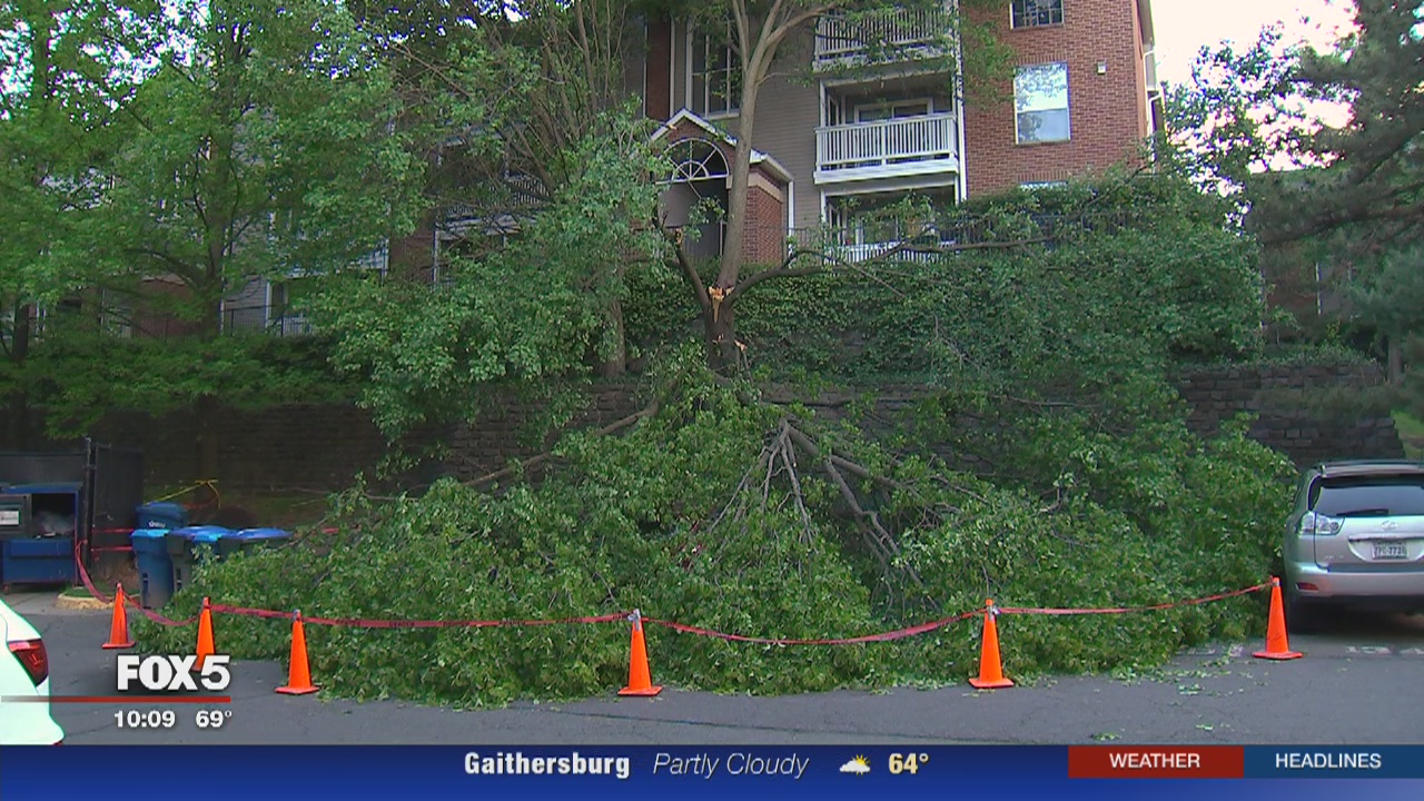 Large tree falls onto car with woman inside