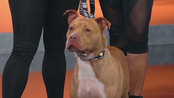 Meet Jyra: Our Pet of the Day
