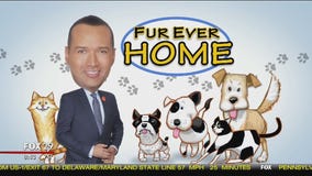 Furry friends seek furever homes at Brandywine Valley SPCA