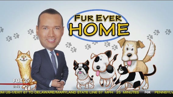 Furry friends seek furever homes at Brandywine Valley SPCA