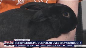 Rescuers keep up with bunny dumping
