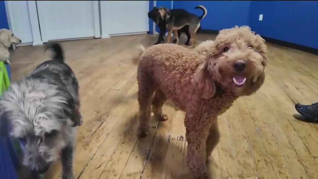 Brooklyn doggy day care facing eviction