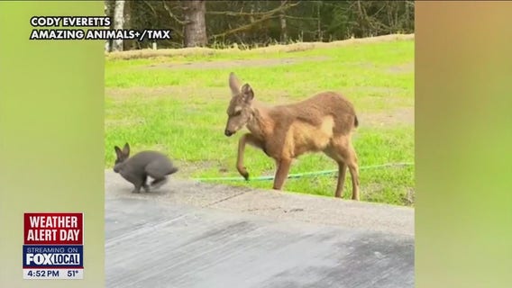 Top animal stories of 2024