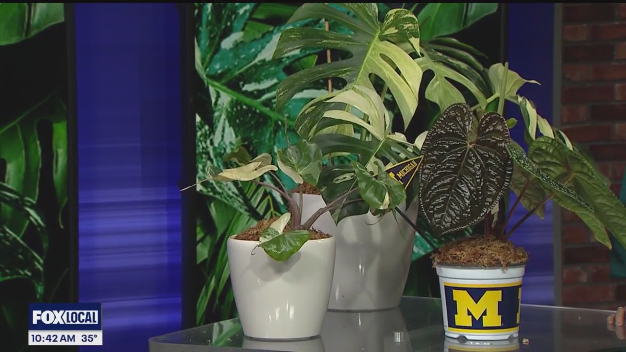 Talking rare plants with the Rare Plant Fairy