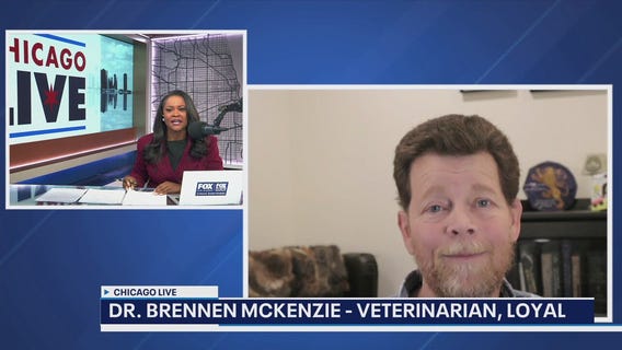 Vet explains new anti-aging drug for dogs | ChicagoLIVE